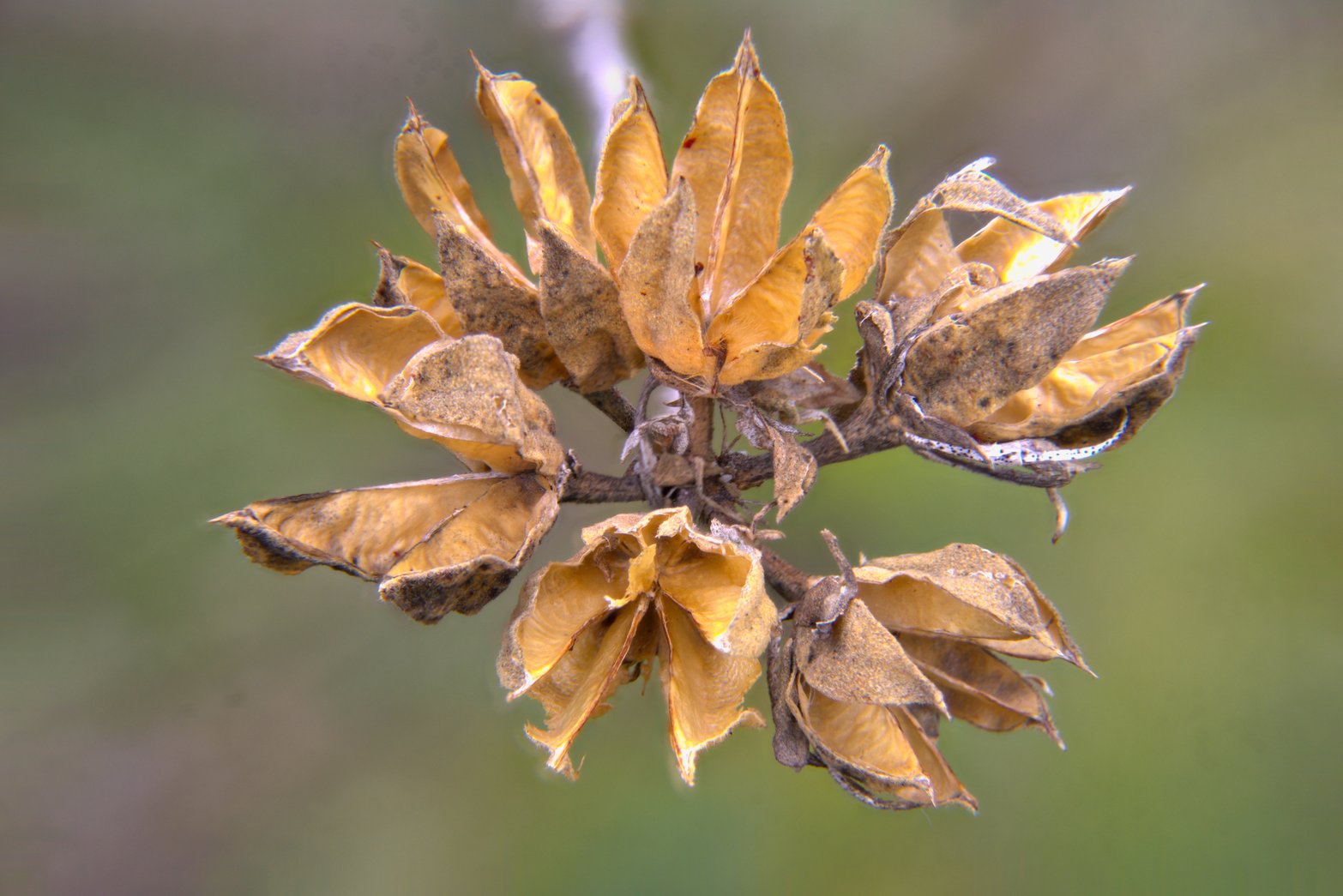 A close-up of a cluster of dried, withered seed pods on a plant stem against a soft blurred green background. The pods are brownish-yellow and desiccated, having split open to reveal their inner chambers. The texture is dry and papery, indicating the plant is past its flowering stage and has matured into its seed-producing phase.